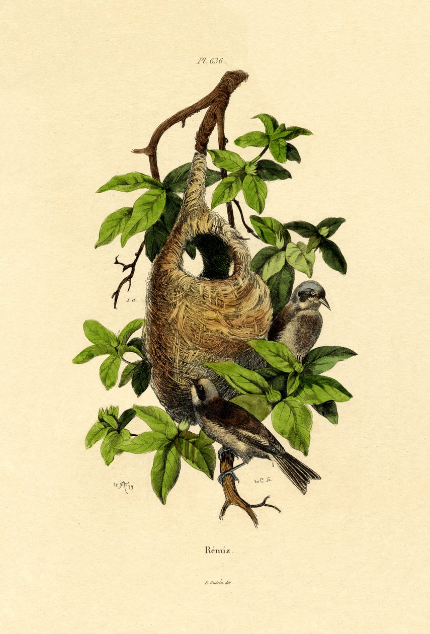 Beutelmeise von French School