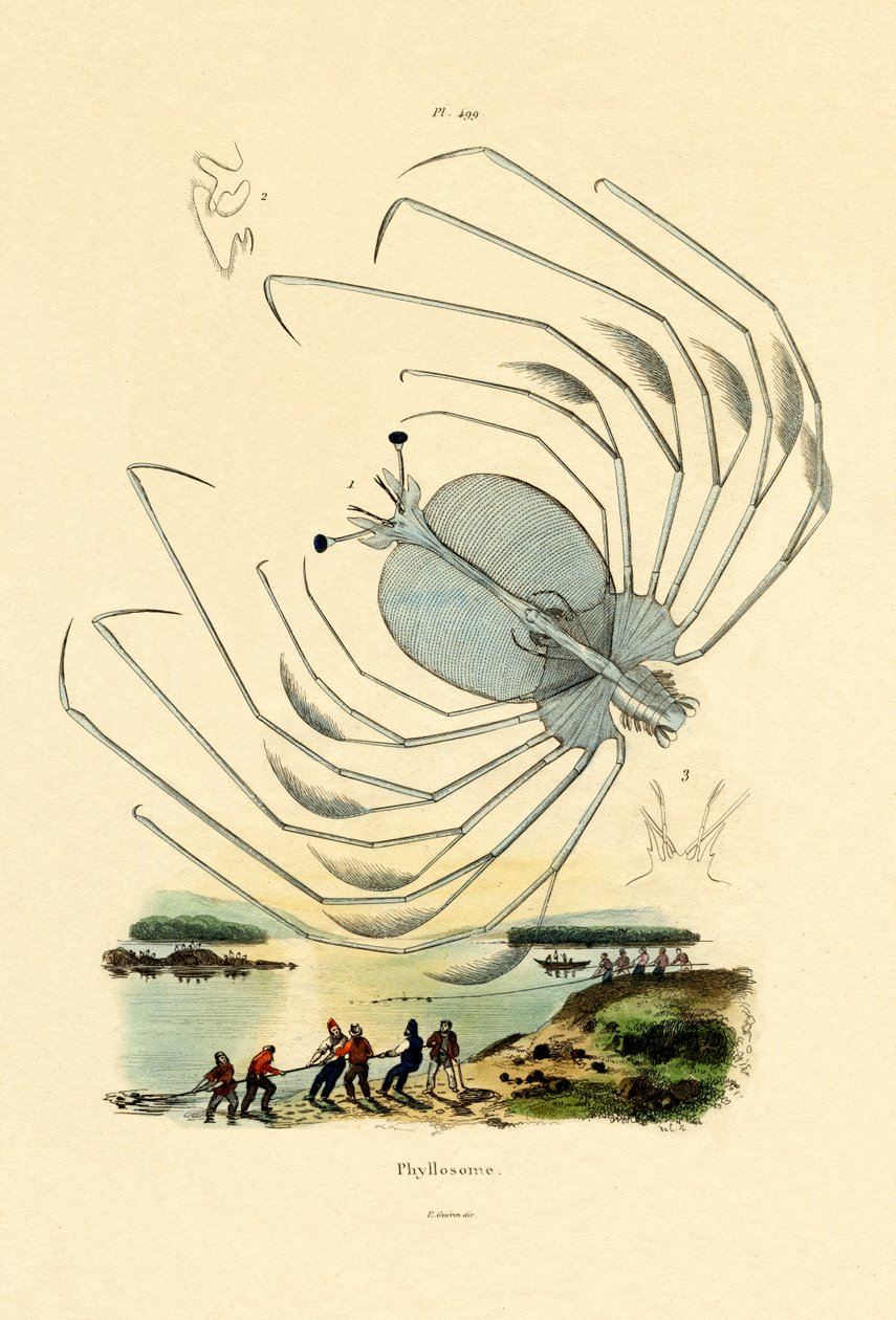 Phyllosoma von French School