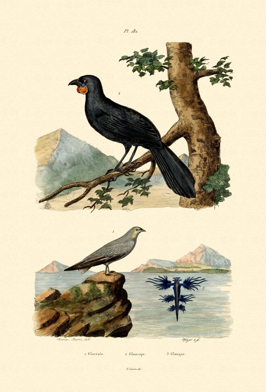 Rotschwanzrennvogel von French School