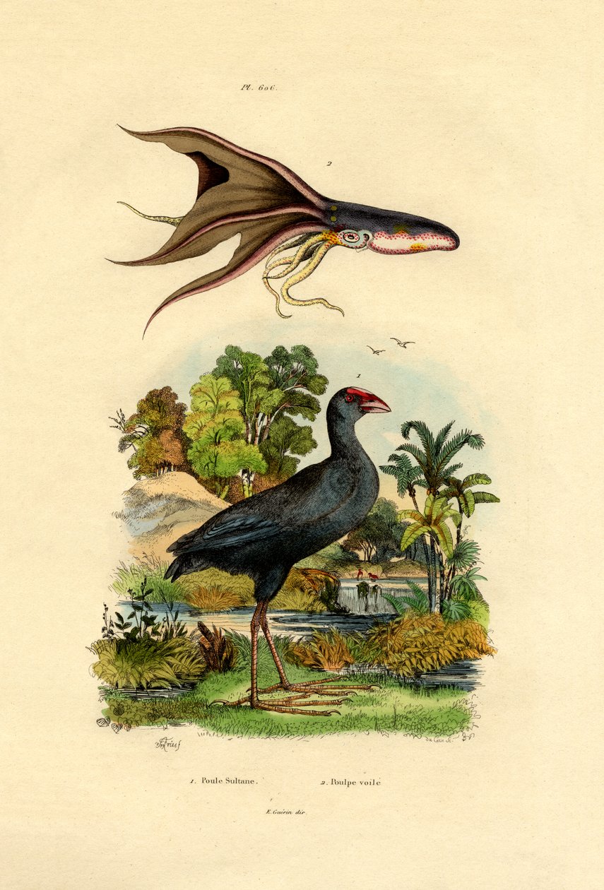Purpurhuhn von French School
