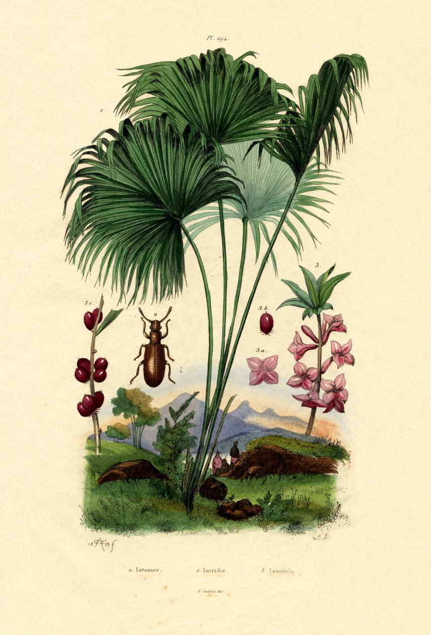 Rote Latanpalme von French School