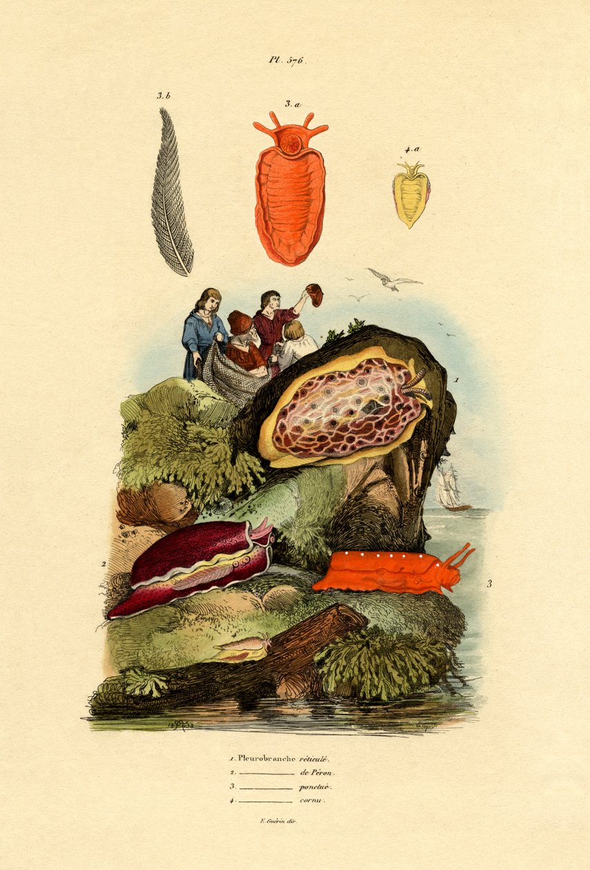 Seeschnecken von French School