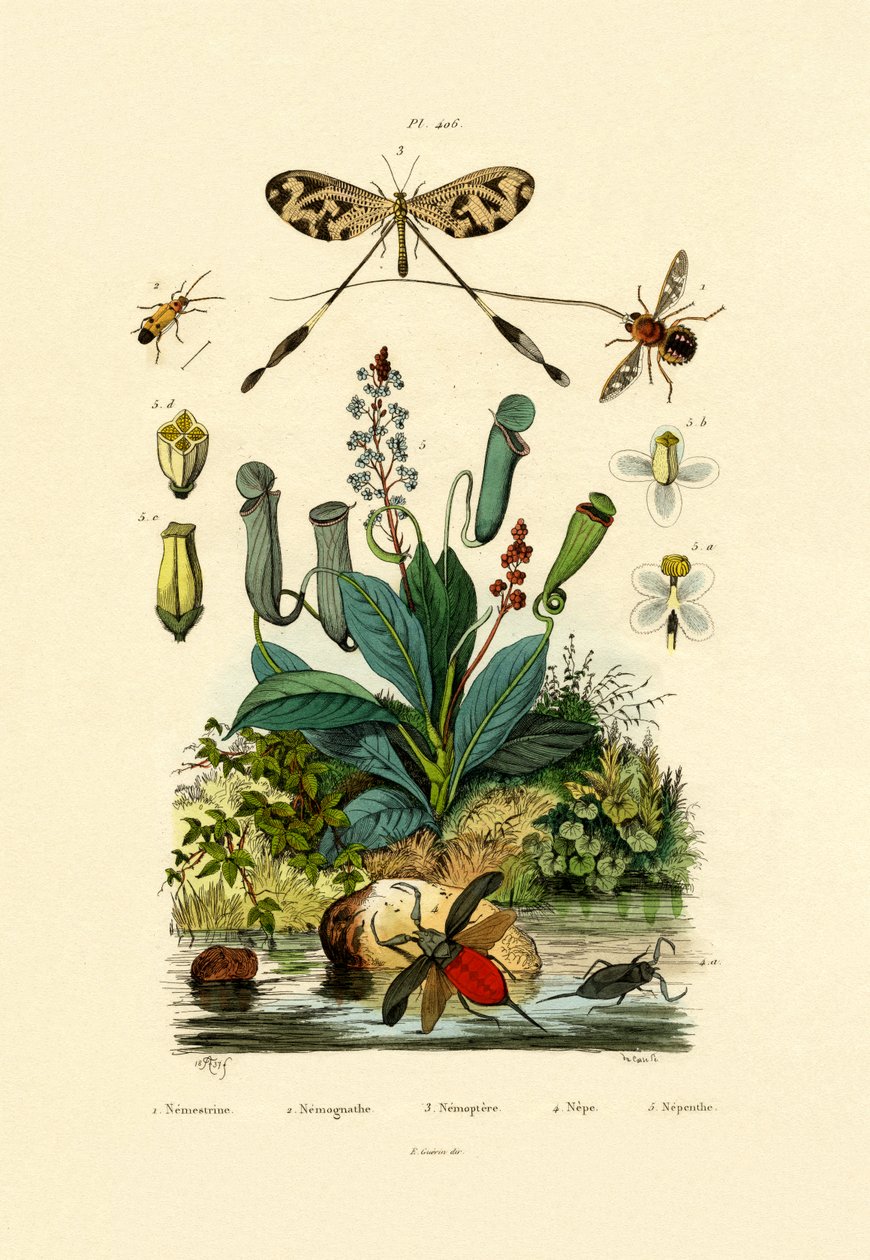 Fadenflügler-Ameisenlöwe von French School