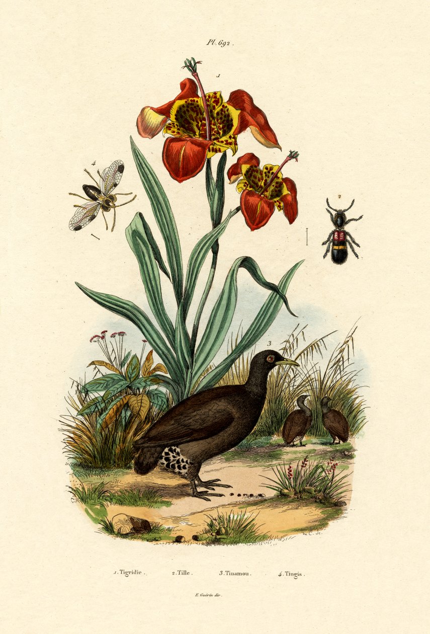 Tigerblume von French School