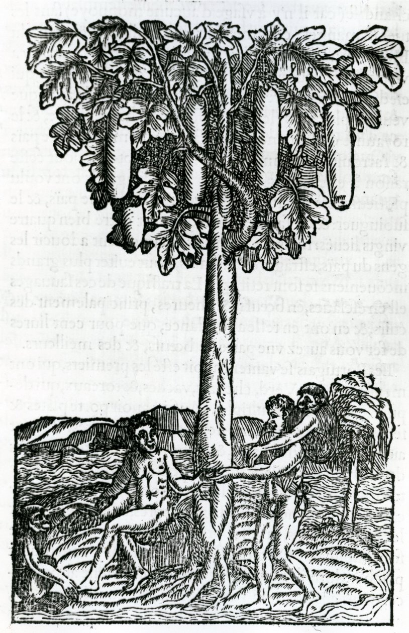 Baumernte, Illustration aus Singularitäten von Frankreich Antarctique, von Andre de Thevet, 1558 von French School