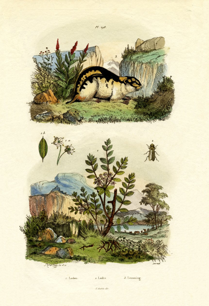 Wilder Rosmarin von French School