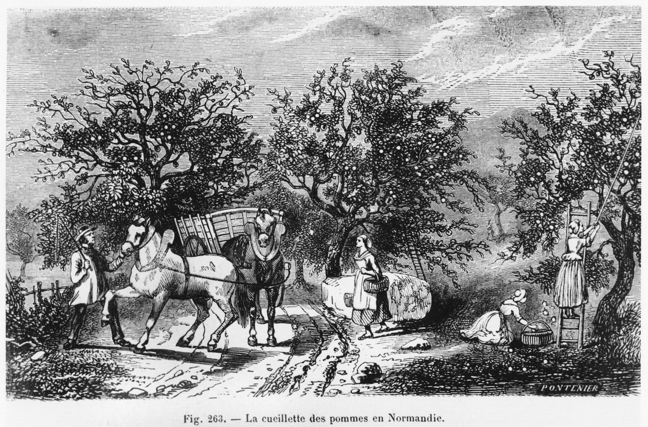 Apfelernte in der Normandie von French School