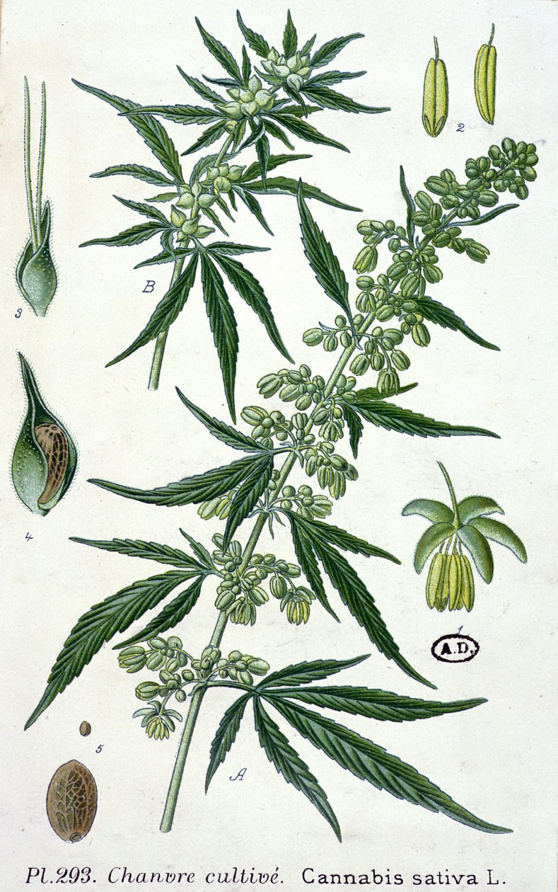 Cannabis sativa, botanische Tafel von French School