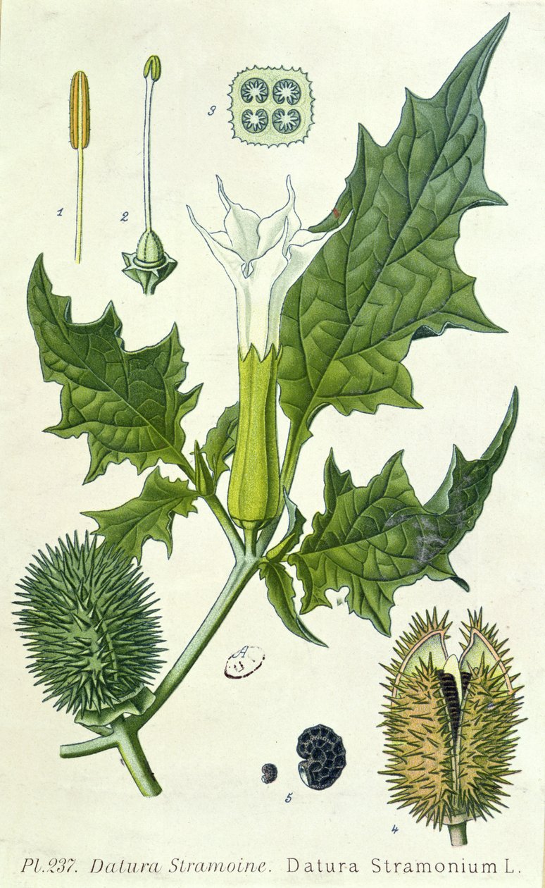 Datura stramonium, botanische Tafel von French School