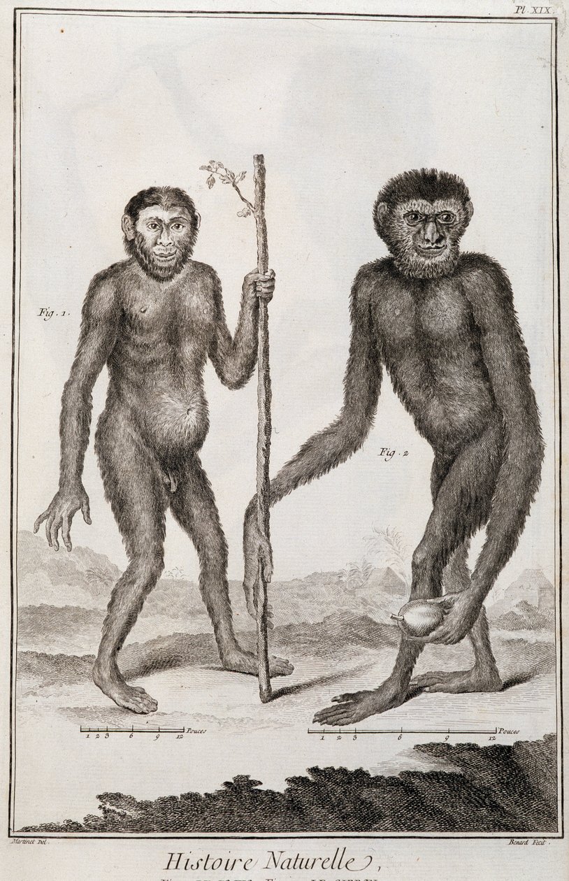 Affen Jocko und Gibbon von French School