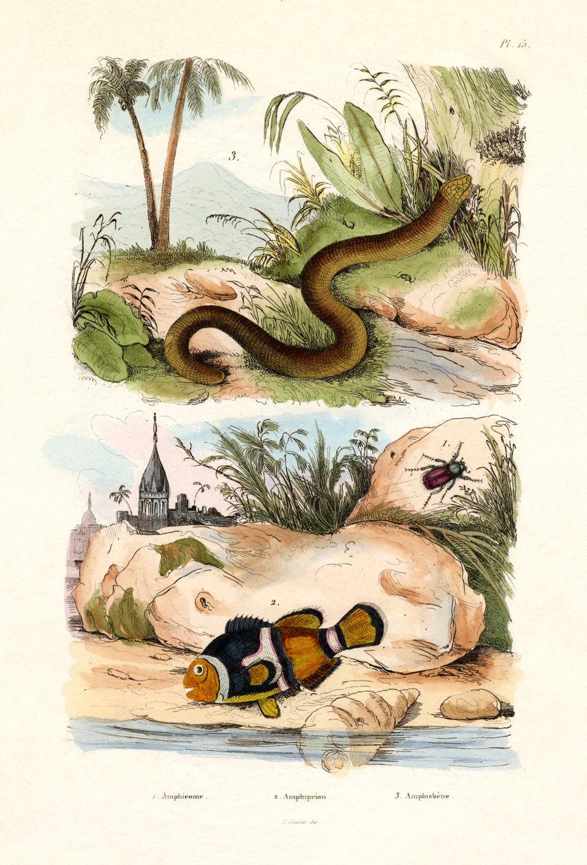 Orange Clownfisch, 1833-39 von French School