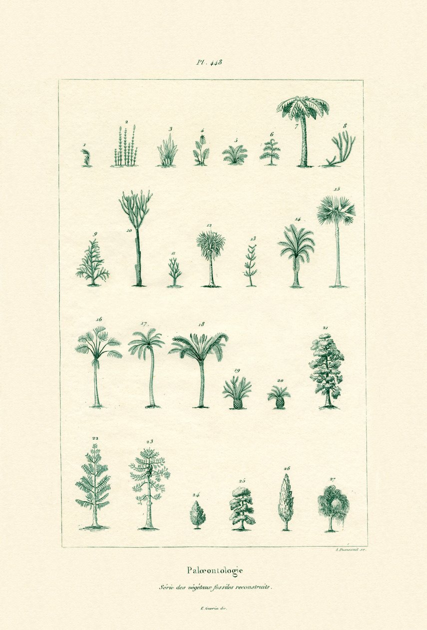 Paläontologie von French School