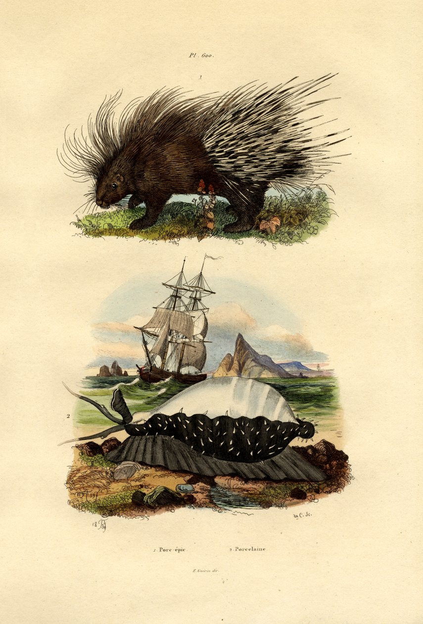 Stachelschwein von French School