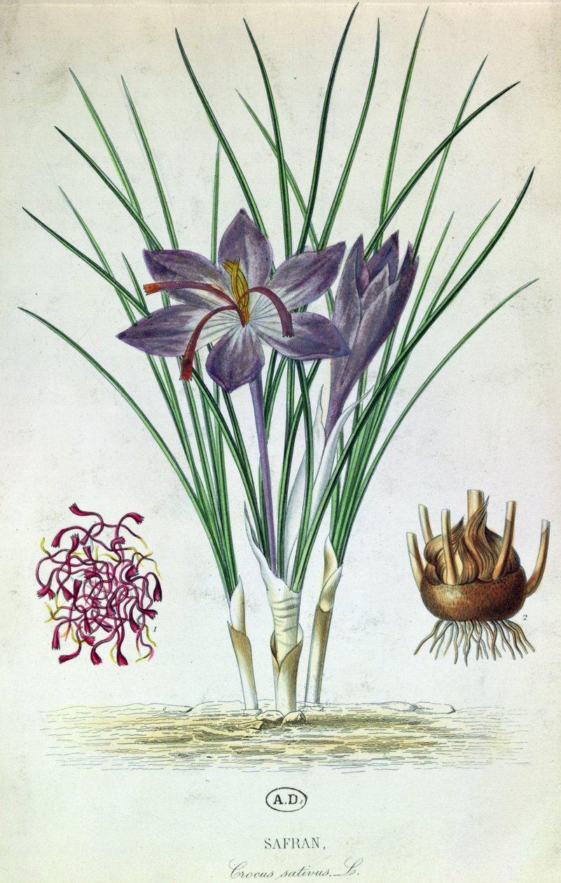Safran (Crocus Sativus) von French School