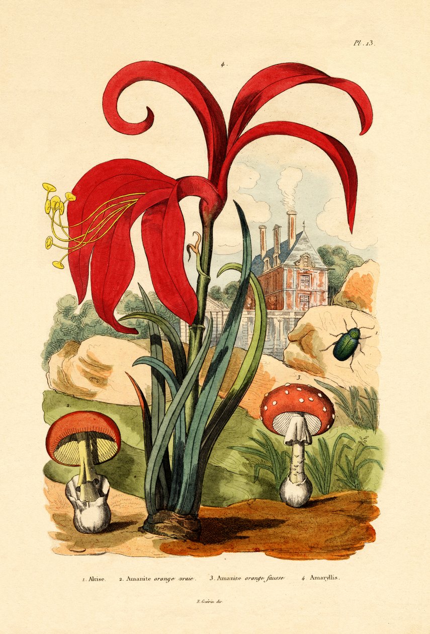 Gestreifter Flohkäfer, 1833-39 von French School
