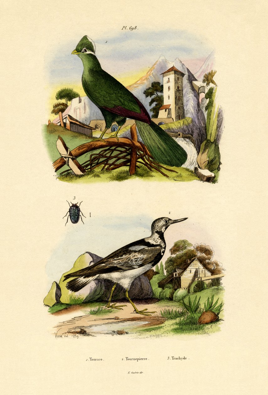 Turako von French School