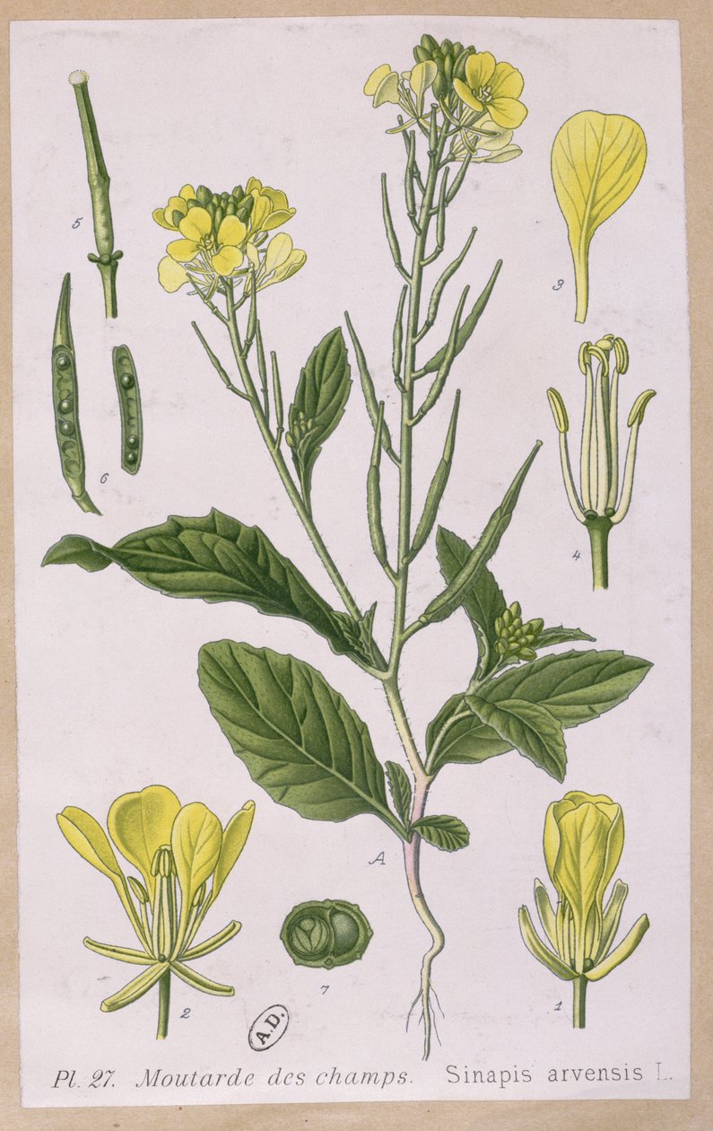 Wilder Senf (Sinapis Arvensis) von French School