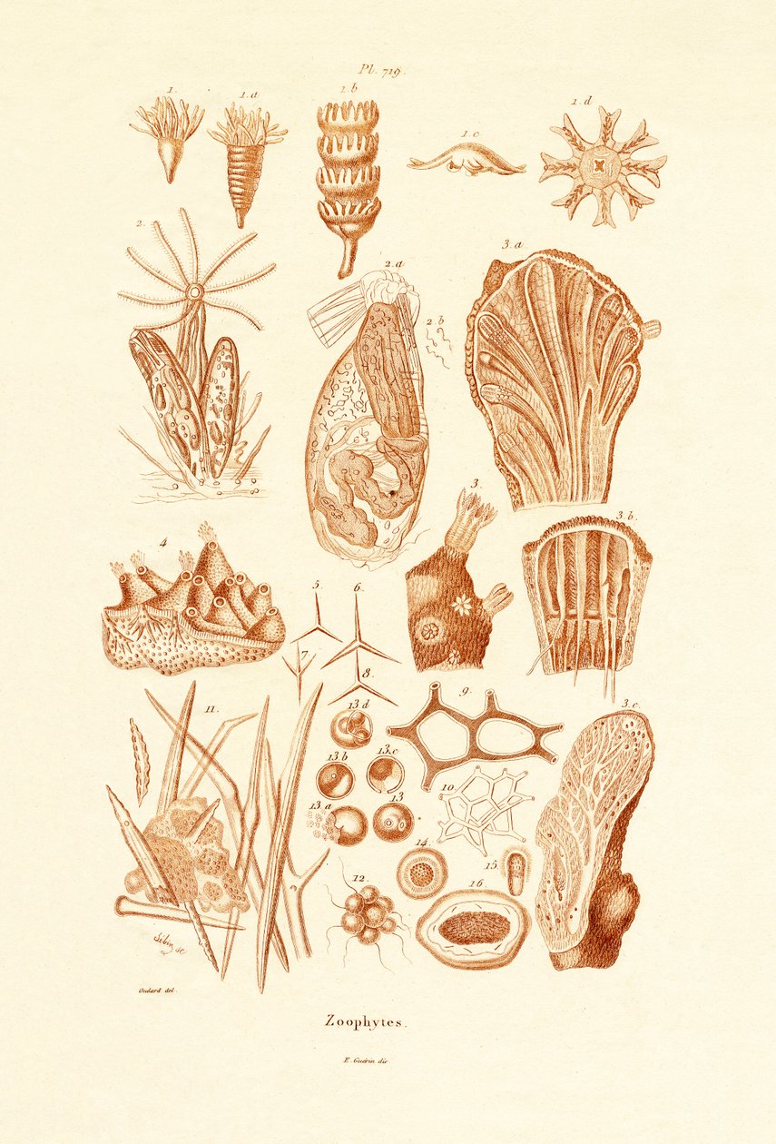 Zoophyten von French School