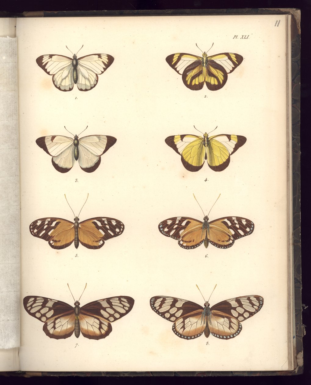 Lepidoptera, Pl.XLI, Illustration aus 