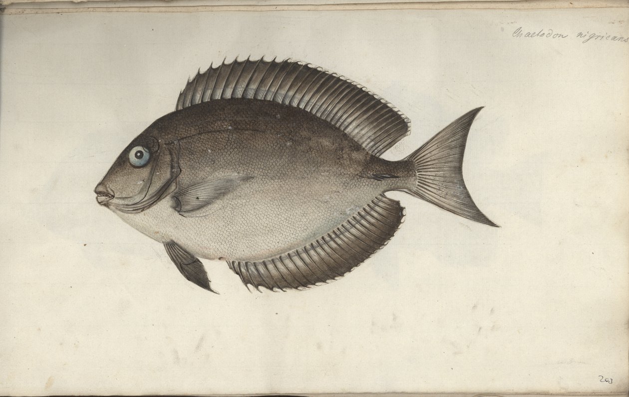 Chaetodon nigricans von Friedrich August Kruger