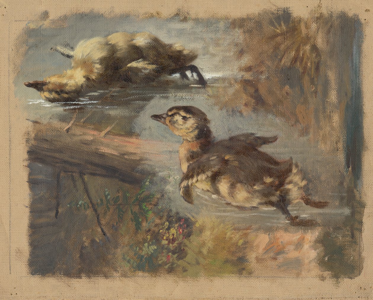 Studie von Enten auf dem Wasser I von Friedrich Carl von Scheidlin