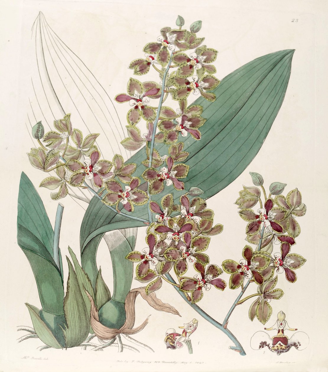 Trichocentrum microchilum von G. Barclay