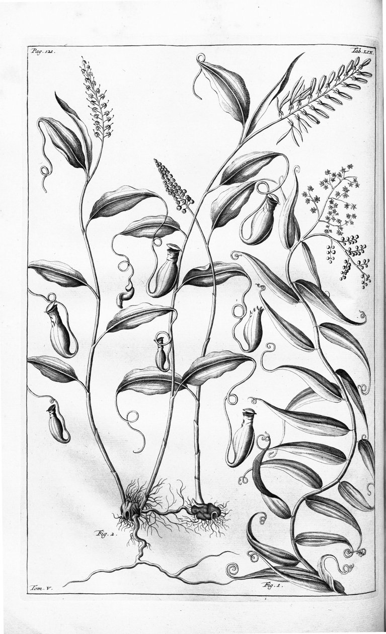 Cantharifera und Flagellaria indica aus Herbarium amboinense von G.E. Rumphius