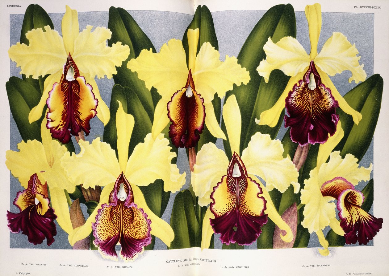 Variationen der Orchidee Cattleya, 1885-1903 von G. Putzys