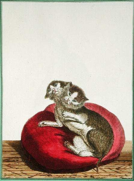 Zweiköpfige Katze von Genevieve Regnault de Nangis