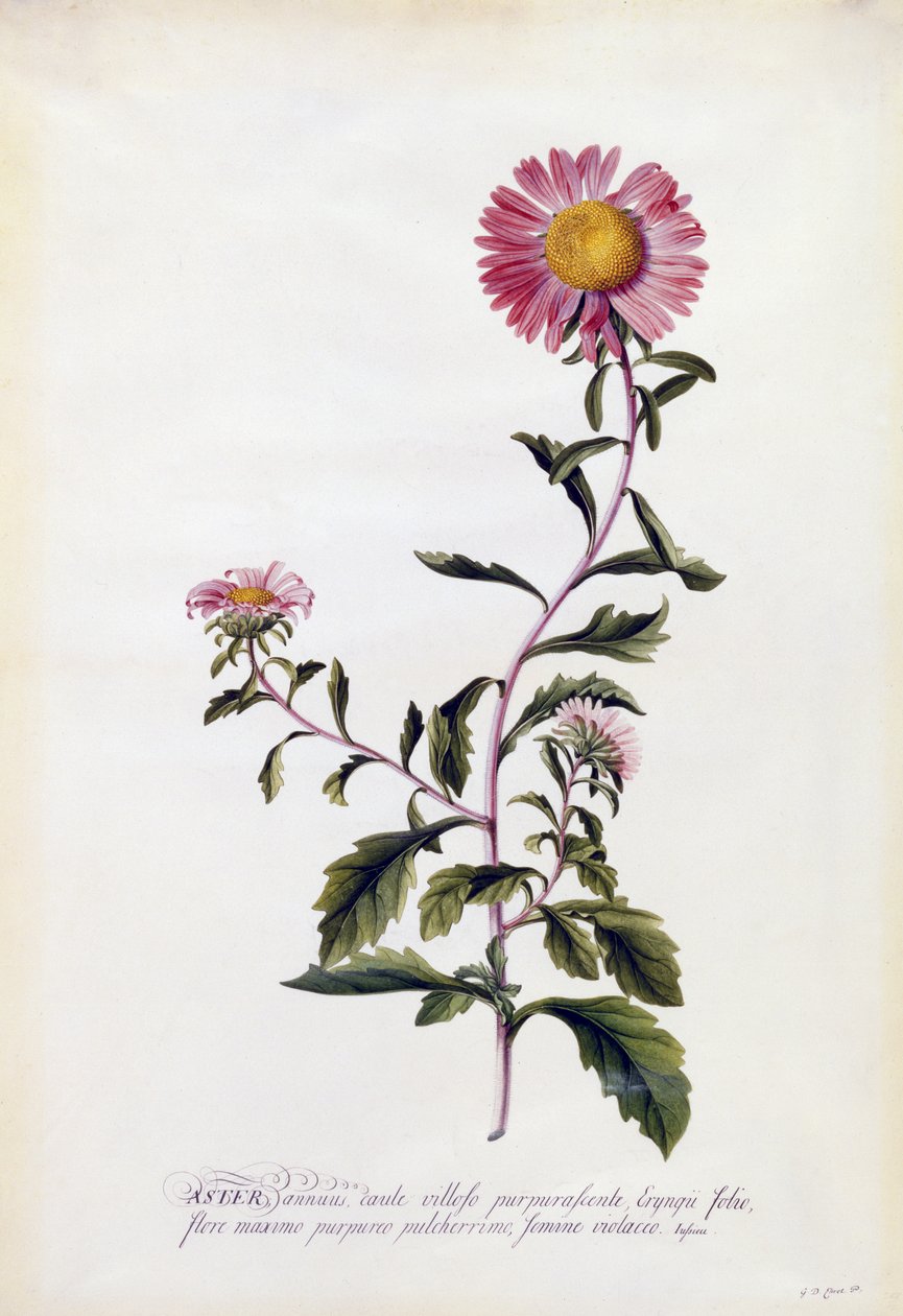 Aster, ca. 1743 von Georg Dionysius Ehret