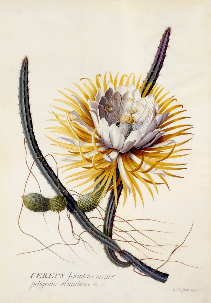 Cereus, Königin der Nacht, ca. 1744 (handkolorierte Gravur) von Georg Dionysius Ehret