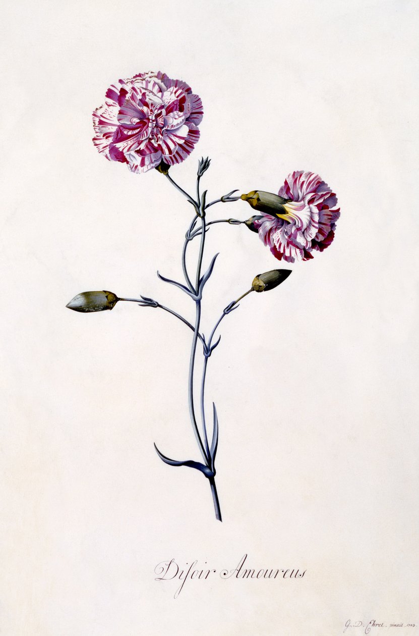 Difor amourius, Nelke, ca. 1745 (handkolorierter Stich) von Georg Dionysius Ehret