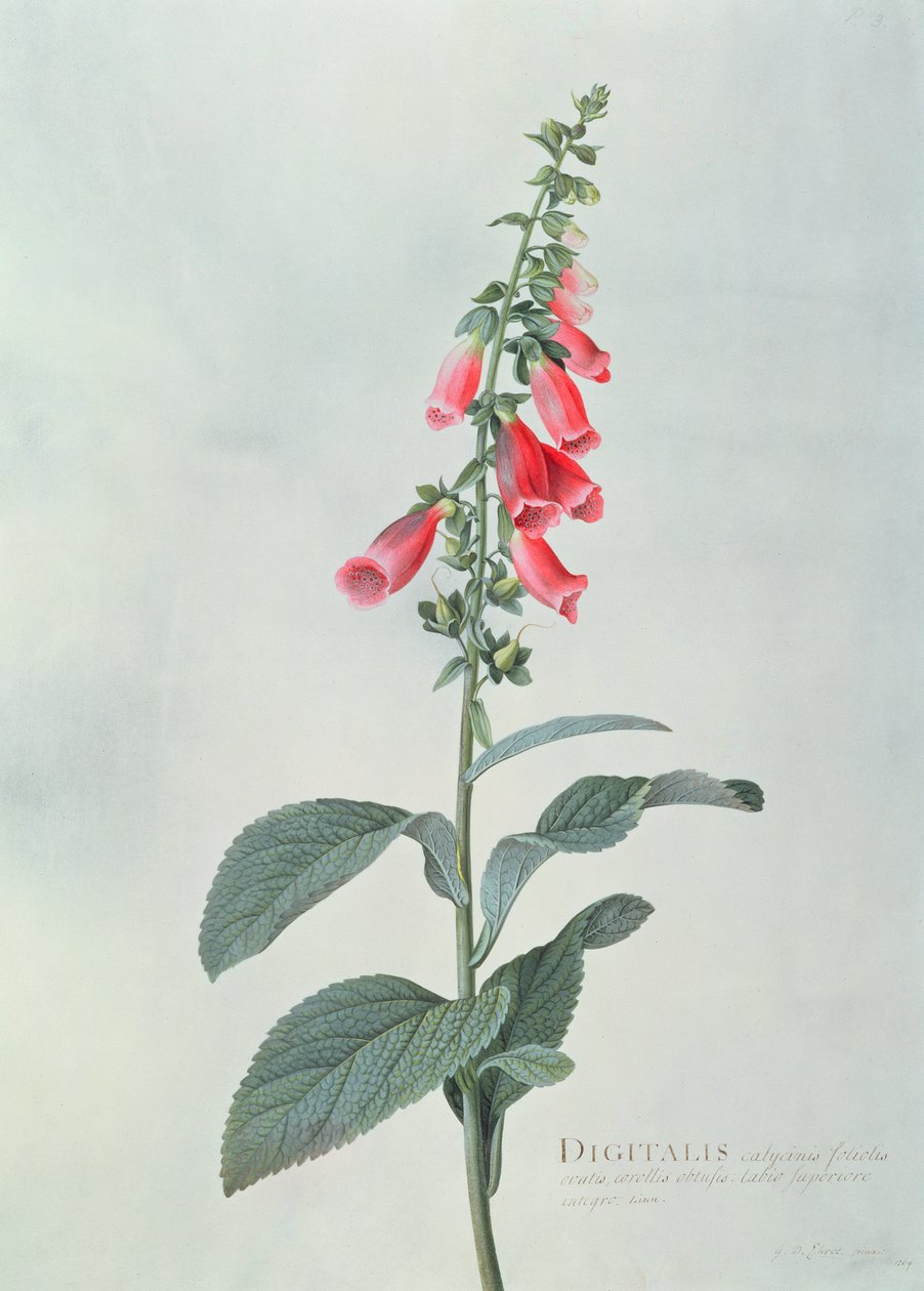 Digitalis purpurea (Fingerhut) von Georg Dionysius Ehret