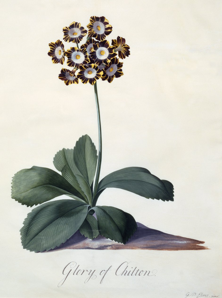 Glory of Chilton, ca. 1745 (handkolorierter Stich) von Georg Dionysius Ehret