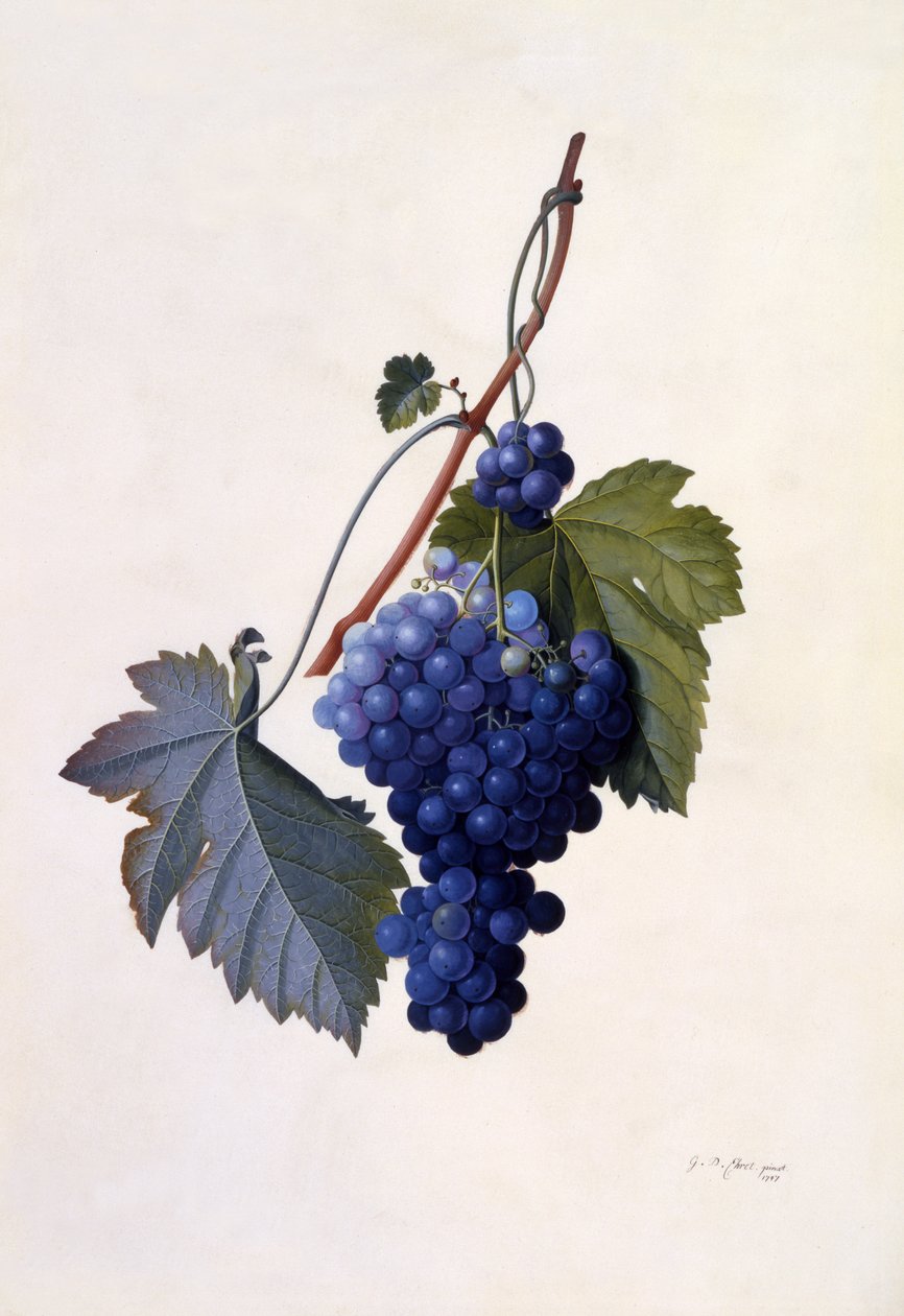 Trauben, ca. 1747 von Georg Dionysius Ehret
