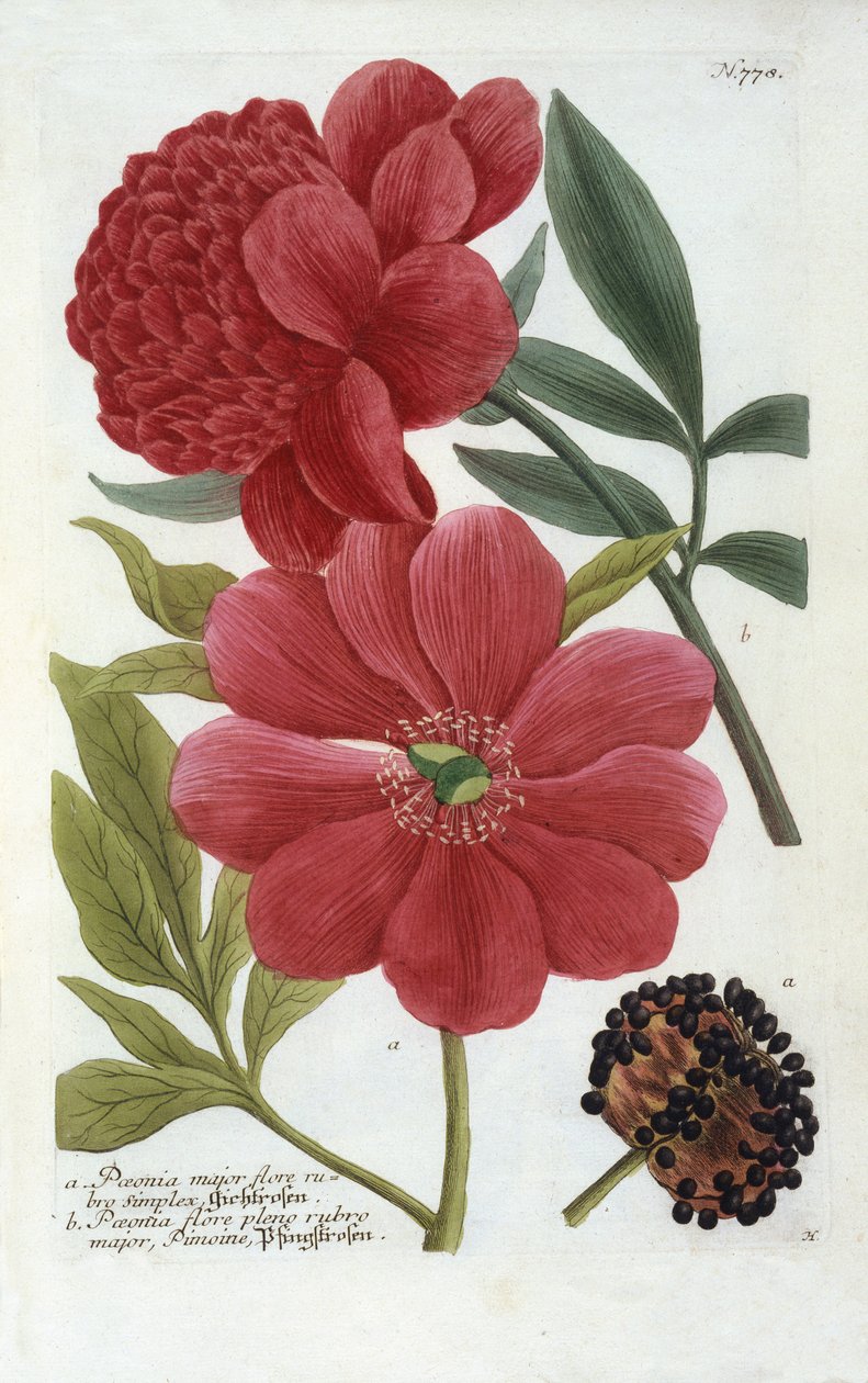 Pfingstrose aus Johann Wilhelm Weinmanns Phytanthoza Iconographia, 1737 von Georg Dionysius Ehret