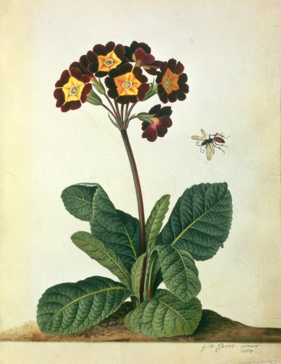 Primulaecae: eine blühende Polyanthus mit einem fliegenden Insekt, 1764 von Georg Dionysius Ehret