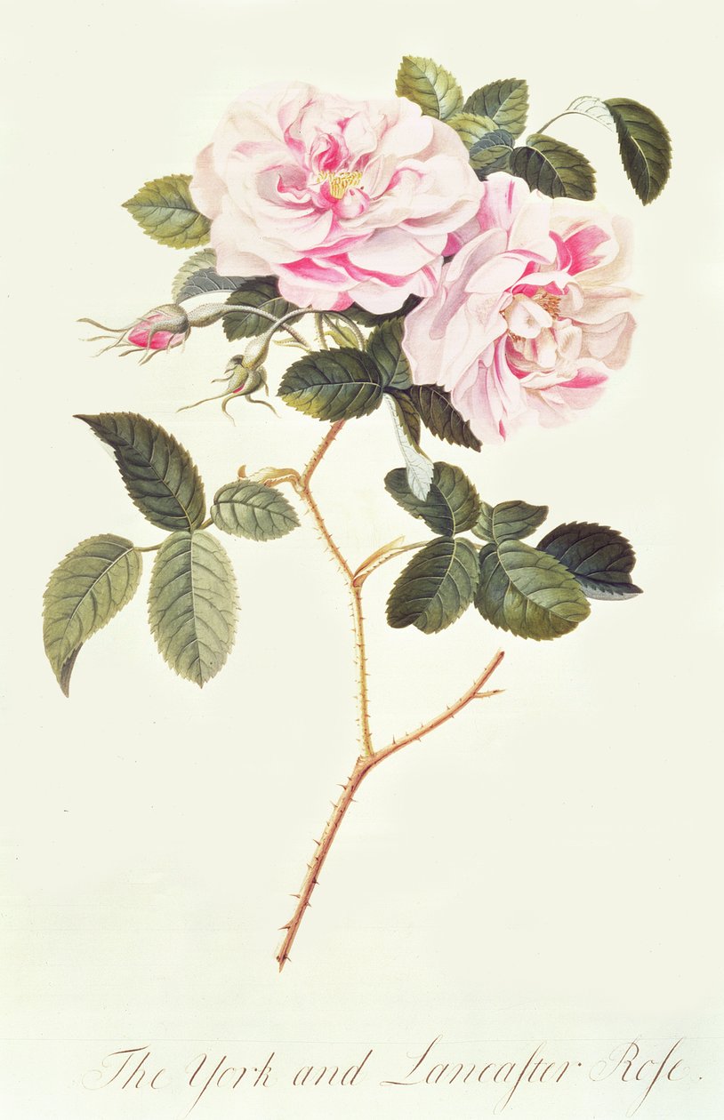 Die Rose von York und Lancaster von Georg Dionysius Ehret