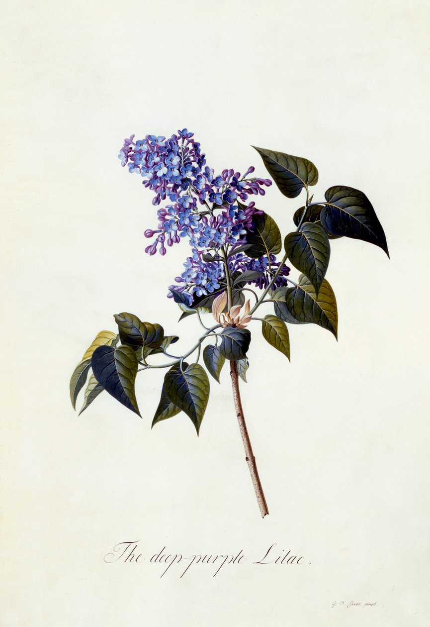 Der tiefpurpurne Flieder, ca. 1743 von Georg Dionysius Ehret
