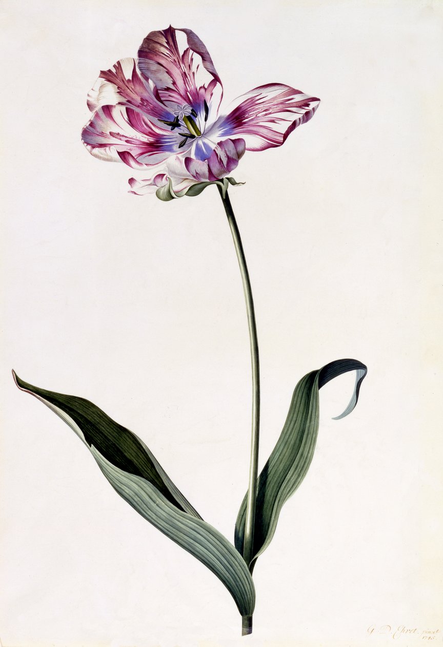 Tulpe, ca. 1745 (handkolorierter Stich) von Georg Dionysius Ehret