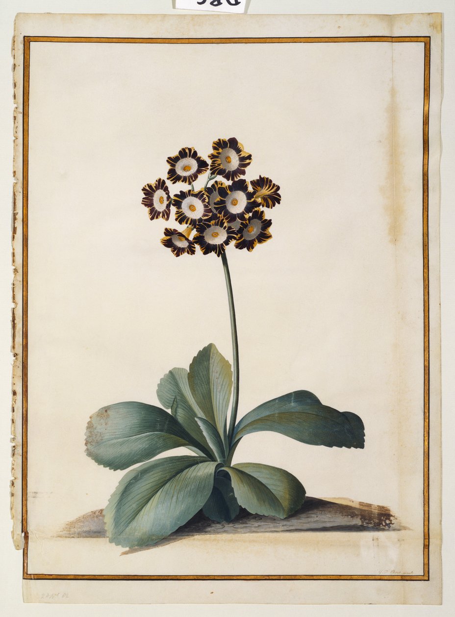 Eine violett gesprenkelte Aurikel von Georg Dionysius Ehret