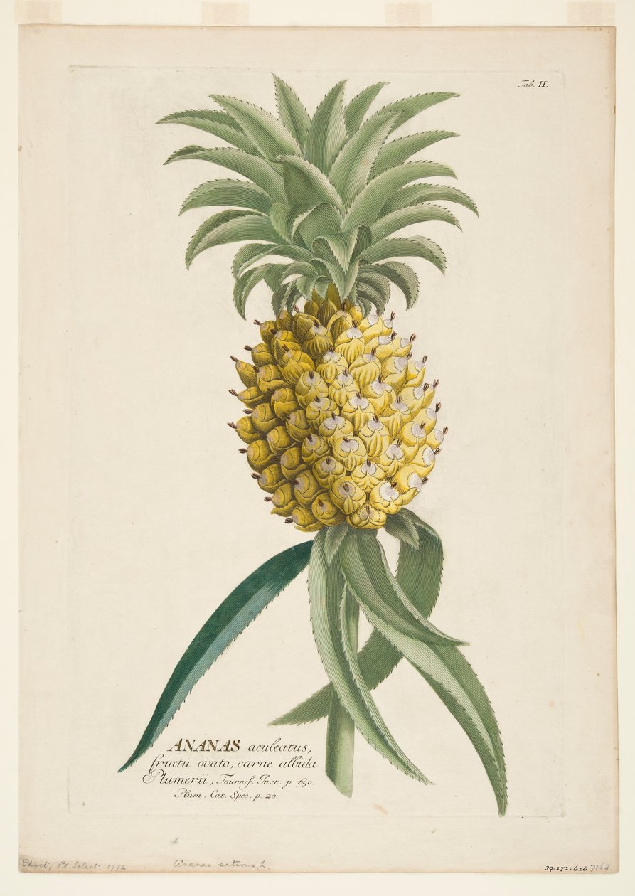Ananas sativus, Ananas, ca. 1740-1770 von Georg Dionysius Ehret