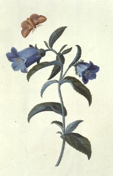 Glockenblume (Campanula) von Georg Dionysius Ehret