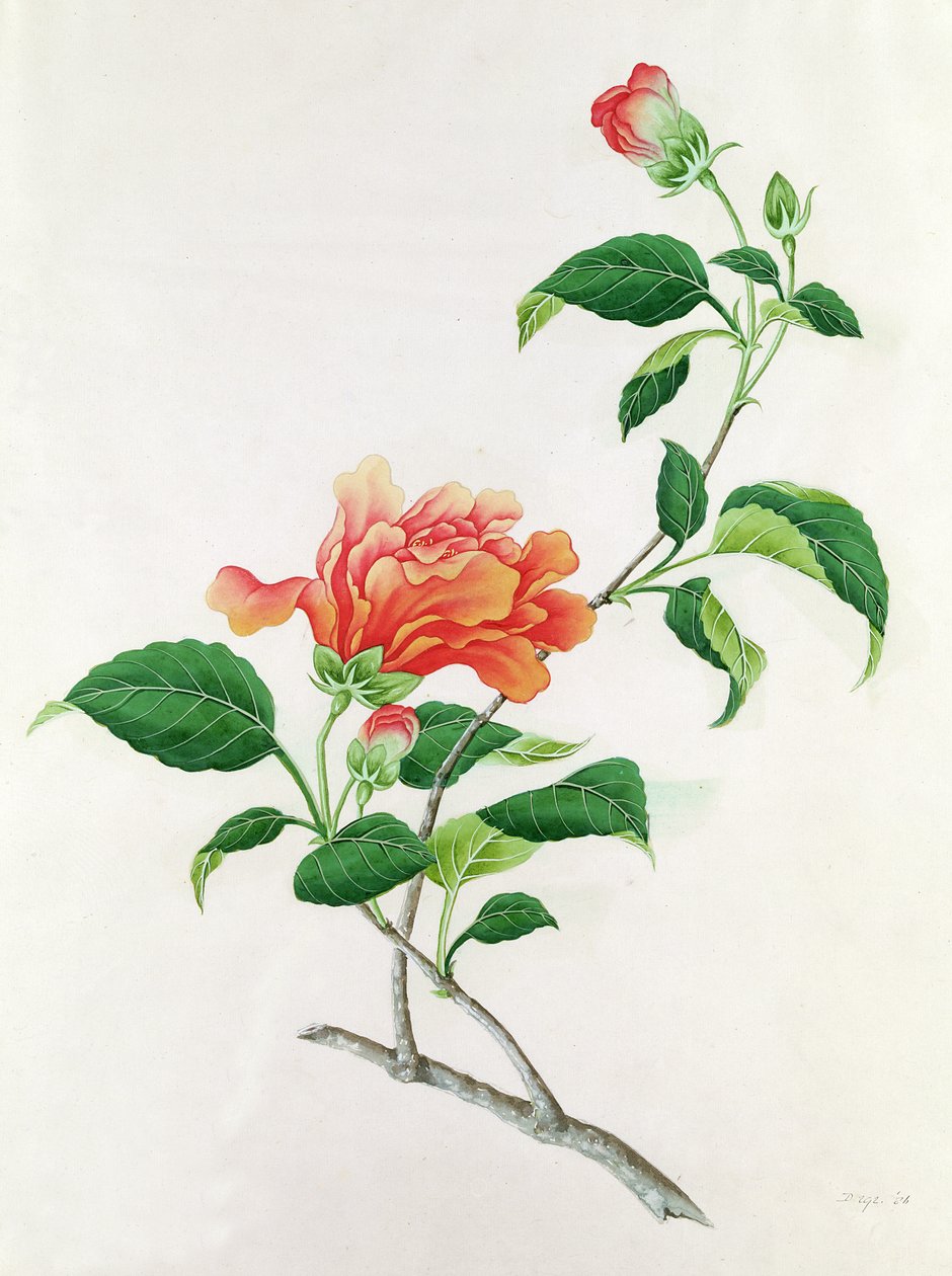 Hibiskus von Georg Dionysius Ehret