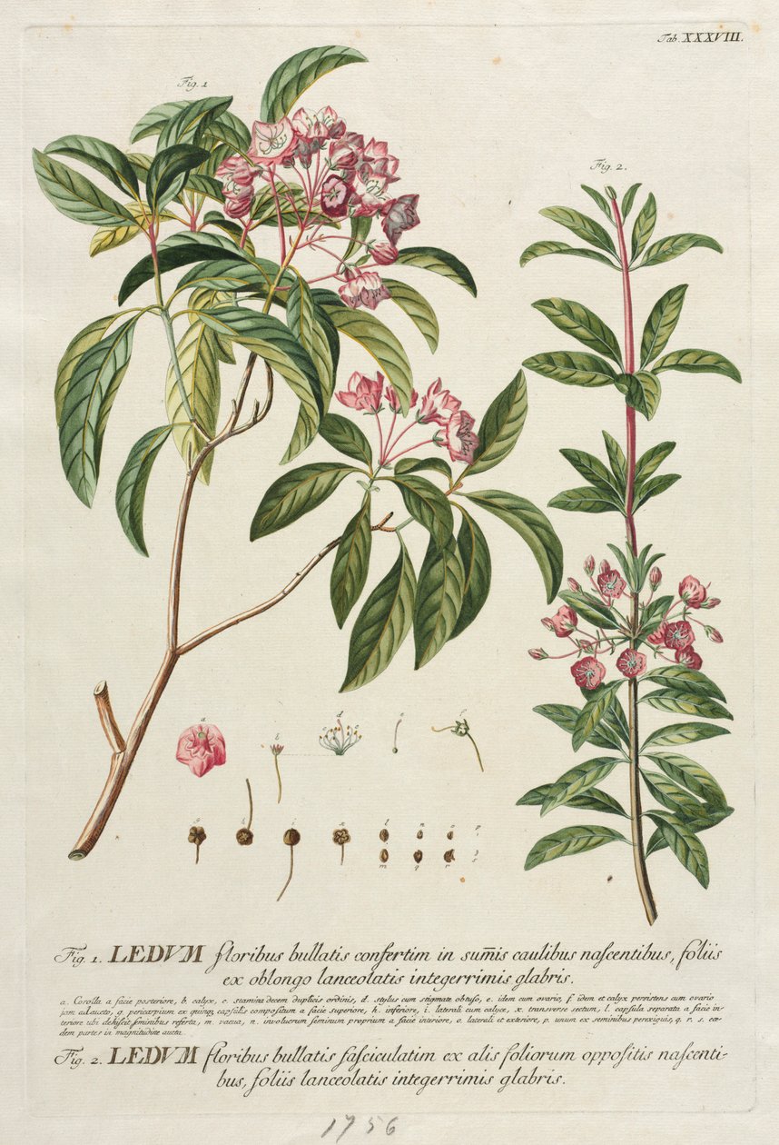 Plantae Selectae: Nr. 38 von Georg Dionysius Ehret