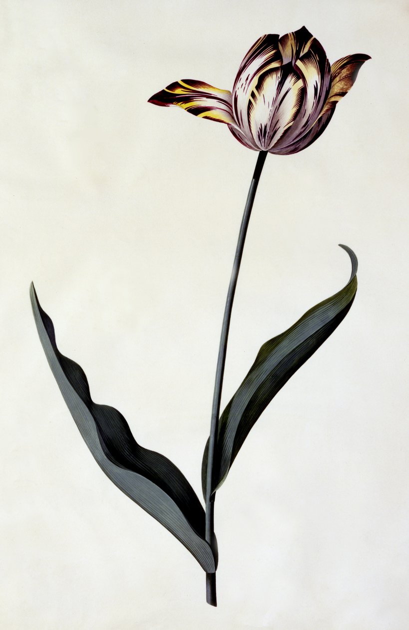 Tulpe, um 1745 von Georg Dionysius Ehret