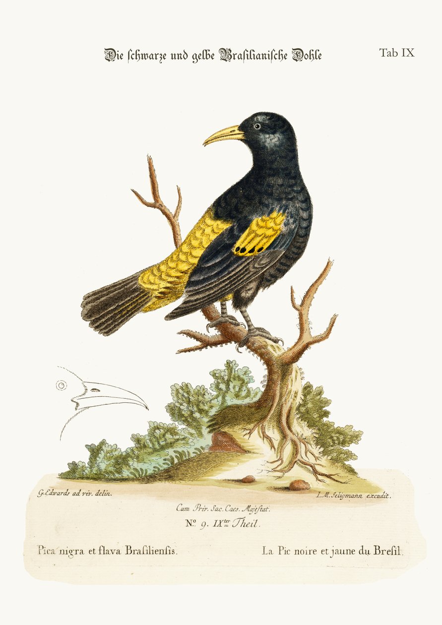 Die schwarze und gelbe Dohle von Brasilien, 1749-73 von George Edwards