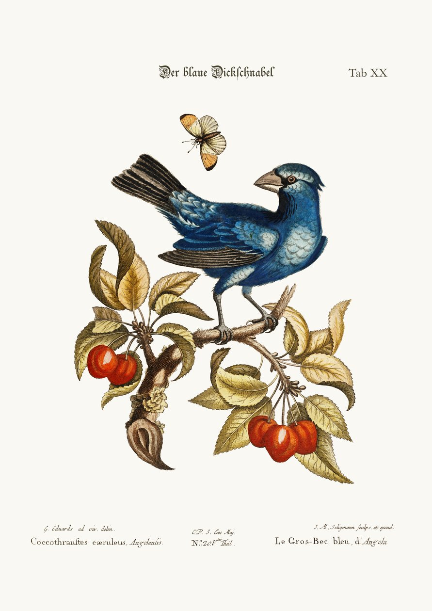 Der Blaue Grosbeak aus Angola, 1749-73 von George Edwards