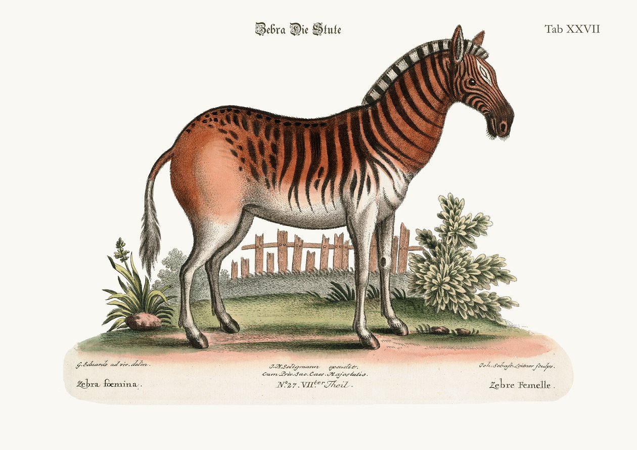 Das weibliche Zebra, 1749-73 von George Edwards