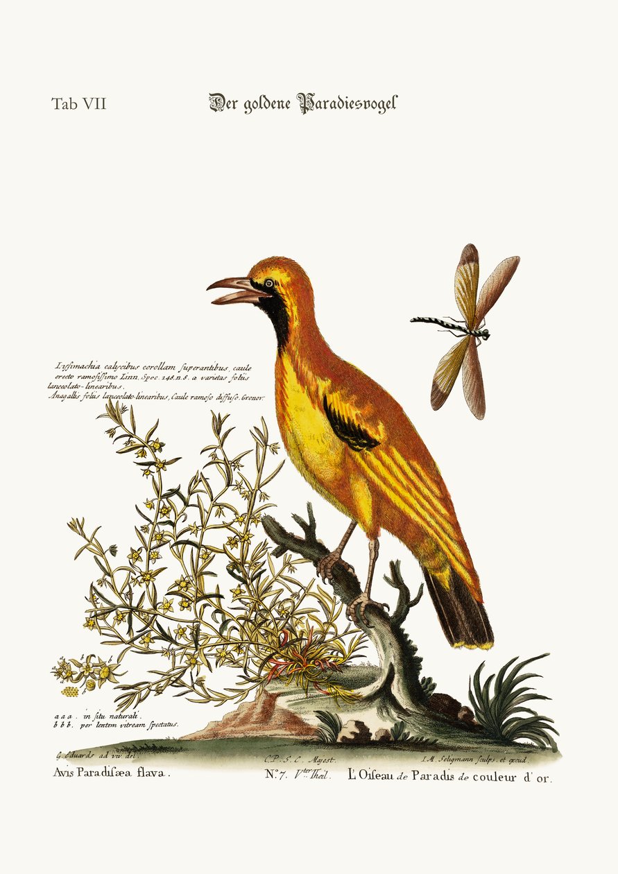 Der goldene Paradiesvogel, 1749-73 von George Edwards